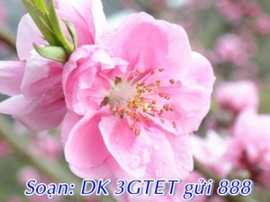 Đăng ký gói 3G TẾT mạng Vinaphone